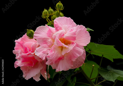 Sweet Fluffy Pink Hibiscus Mutabilis Also Known As The Confederate Rose Dixie Rosemallow Or The Cotton Rosemallow Isolated On Black Background Stock Photo Adobe Stock Sweet Fluffy Pink Hibiscus Mutabilis Also Known As The Confederate Rose Dixie Rosemallow Or The Cotton Rosemallow Isolated On Black Background Stock Photo Adobe Stock