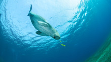 Dugong Surrounded By Yellow Pilot Fish