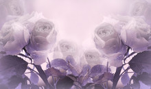 Floral Summer Light Purple  Beautiful Background. A Tender Bouquet Of Lwhite  Roses With Violet Leaves On The Stem After The Rain With Drops Of Water. Flower Composition.