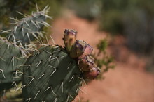 Prickly Pears On Cactus
