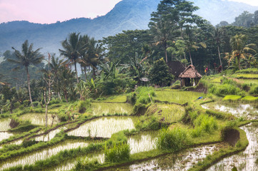 View over the rice fields near Sidemen in Bali, the most touristic island of Indonesia
