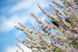 Fototapeta Lawenda - Duftendes Lavendelfeld und blauer Himmel