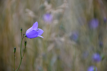 Bluebell wildflower closeup