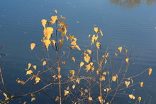 Birch Leaves On A Background Of Blue River