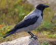 Portrait of a crow sitting on a stone
