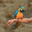 Big beautiful parrot sitting on his hand