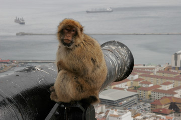 Affe in Gibraltar wacht über britische Exclave