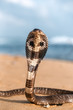 live poisonous king cobra