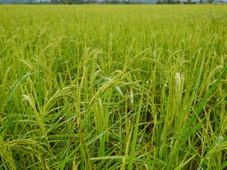 Organic rice farm in Thailand,Asia farming and countryside nature background