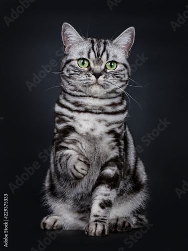 Expressive Black Silver Tabby Blotched British Shorthair Cat
