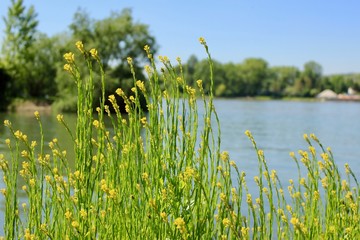 green grass and water