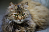 Fototapeta Koty - Street gray cat sitting
