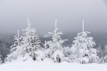 Snow Covered Little Fir Trees.
