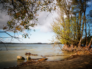 Wall Mural - alder trees with bare roots on the lake shore in the warm evening light, smooth water by long time e