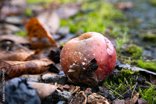 Valokuva Rotten apple fallen on the ground with moss