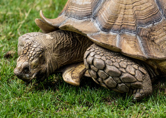 Giant Tortoise