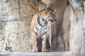 tiger in zoo