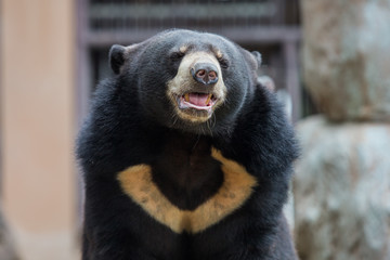 brown bear in the zoo
