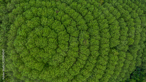 Fotomural Aerial view rubber tree forest, Top view of rubber tree and leaf plantation