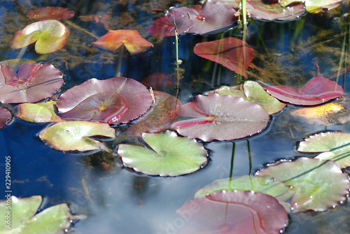 Fotografía LAGUNA CON PLANTAS DE FLOR DE LOTO O NENÚFARES