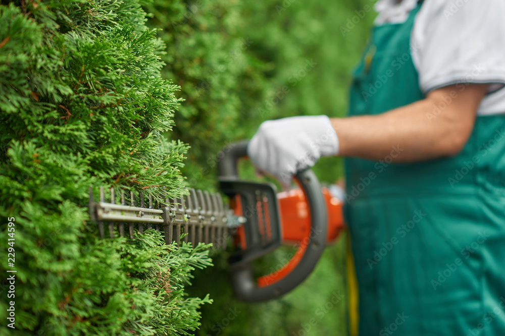 Close up of man hand with hedge trimmer cutting bushes. - obrazy, fototapety, plakaty 