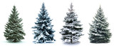 Fototapeta Las - Christmas Tree collage