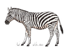 African Zebra Wild Animal On White Background. Striped Black White Horse. Engraved Hand Drawn Vintage Monochrome Sketch. Vector Illustration For Label. Safari Symbol.