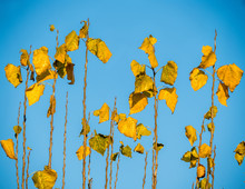 Yellow Poplar Leaves Against Blue Sky
