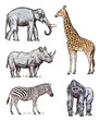 Set of African animals. Rhinoceros Elephant Giraffe Western gorilla Wild zebra. Engraved hand drawn Vintage old monochrome safari sketch. Vector illustration.