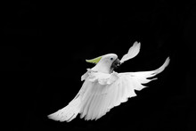 Flying White Sulphur-crested Cockatoo Isolated On Black Background
