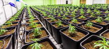 Medizinisches Marihuana Cannabis CBD Indoor Anlage Junger Mann Pflegt Die Marihuana Pflanzen