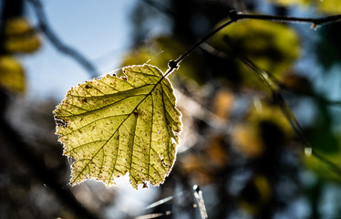 autumn leaves