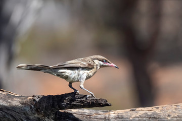 Wall Mural - Spiny-cheeked Honeyeater (Acanthagenys rufogularis)