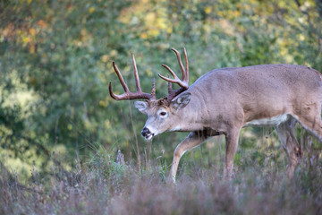 a large buck whitetail deer sneaking at the edge of a forest.