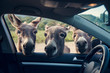 Three funny donkeys curiously looikng to the car