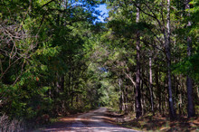 A Gravel Road Into The Lake Talquin State Park And Forest With Tall Glorious Pine Trees In Tallahassee, Florida