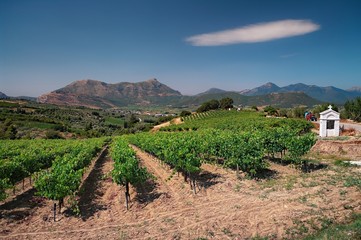 White Cloud Over Vineyard In Greece