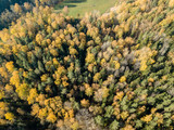 Fototapeta Pomosty - drone image. aerial view of rural area in autumn with yellow and red colored trees from above