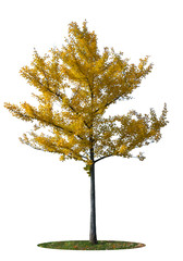 yellow ginkgo tree isolated on white background (clipping path)