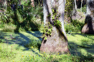 Ferns on a cypress tree