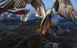 © Marcin Dobas - Dalmatian Pelican,   Pelecanus crispus,   group catching fish.