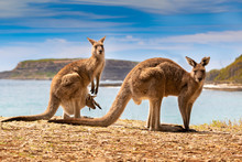 Kangaroos With Joey On The Beach