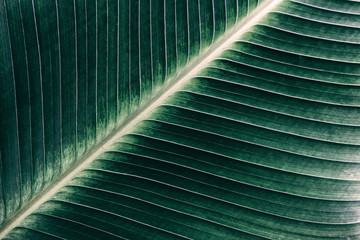 abstract green background, detail of palm leaf