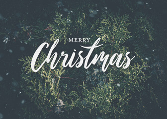 Merry Christmas text / greetings over a matte background of evergreen juniper branches and snow flakes - seasonal or holiday card template