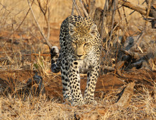 African Leopard At Kruger National Park