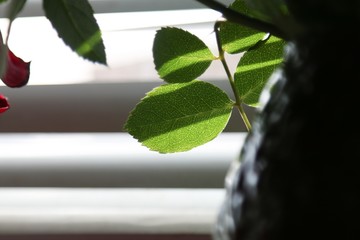 Leaf in the sunlight 