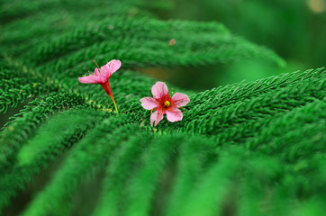 Close up pink flower nature green leaf