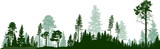 Fototapeta Fototapeta las, drzewa - panorama of high green fir trees forest on white