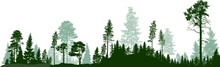 Panorama Of High Green Fir Trees Forest On White