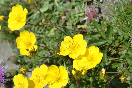 Anemone Fausse Renoncule Fleur Jaune Des Hautes Alpes Anemone Faux Bouton D Or Hautes Alpes France Stock Photo Adobe Stock Anemone Fausse Renoncule Fleur Jaune Des Hautes Alpes Anemone Faux Bouton D Or Hautes Alpes France Stock Photo Adobe Stock